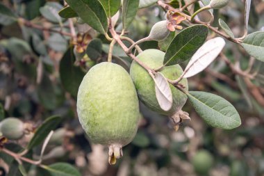 Feijoa taze meyve ağaç büyüyen üzerinde. Kaymak ağacı. Tropikal meyve