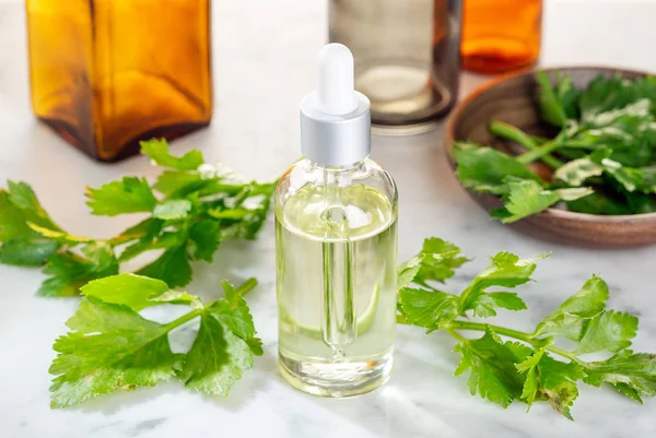 Kereviz esans. Kereviz yağı cilt bakımı, spa, sağlık, Masaj, Aromaterapi ve doğal tıp için. Alternatif Tıp