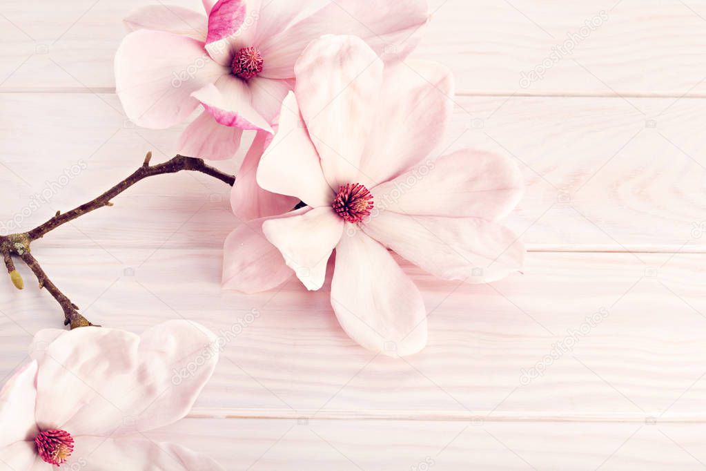 Magnolia flower on white wooden background. Copy space for text