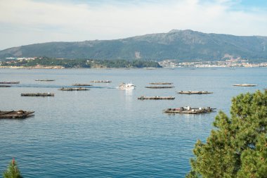 Midye yataklar arasında yelken midye tekne