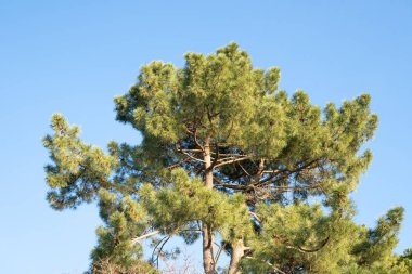 Shortleaf çam. Pinus echinata