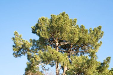 Shortleaf pine. Pinus echinata clipart