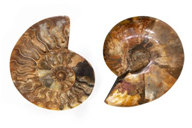 Beyaz arka plan üzerinde izole nautilus kabuğu fosil