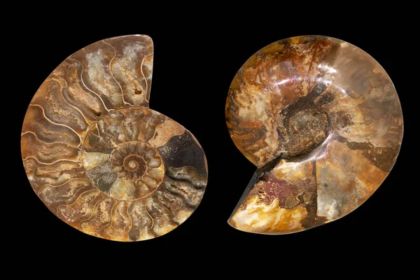 Nautilus shell fossil — Stock Fotó
