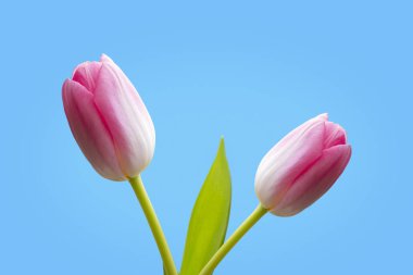 Mavi arka planda pembe lale