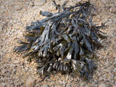Bladder wrack sea algae. Fucus vesiculosus clipart