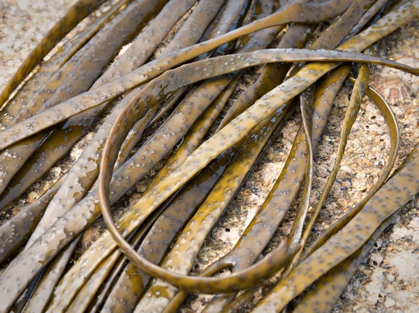 Algas marinhas Thongweed — Fotografia de Stock