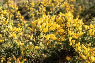 Taze Gorse çiçekler