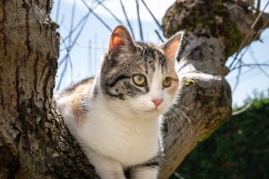 Güneşli bir ağaç üzerinde renkli yamalı kedi