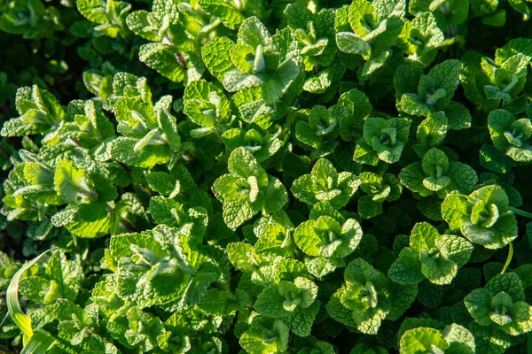 Fondo de menta silvestre —  Fotos de Stock