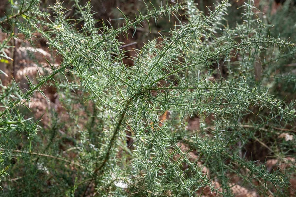 Ulex europaeus gorse fresco — Fotografia de Stock