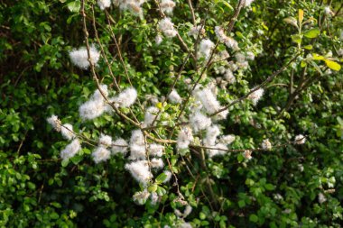 Bahar kavramı nda alerji