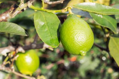 Ağaçta asılı taze kireç