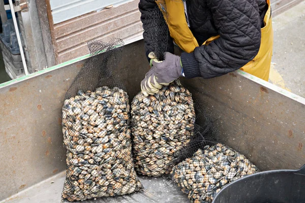 신선한 조개 그물 가방을적재하는 어부 — 스톡 사진