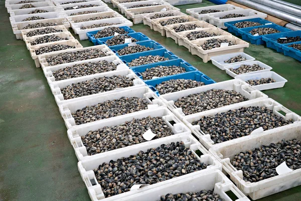 Amêijoas frescas em caixas no mercado de peixe — Fotografia de Stock