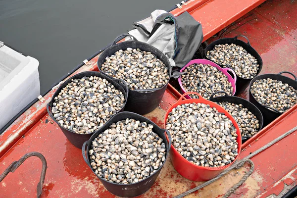 Amêijoas frescas colhidas em barco de pesca — Fotografia de Stock