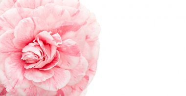 pembe kamelya çiçeği beyaz arka plan üzerinde izole