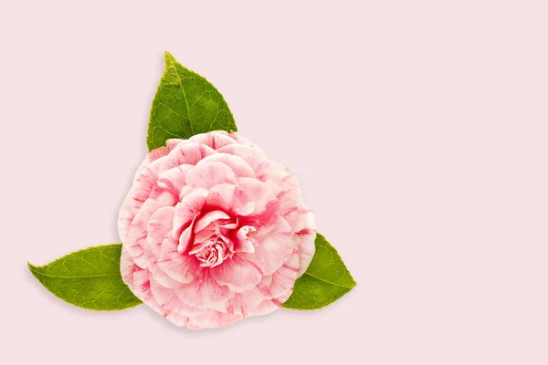 분홍색 동백 꽃 고립 된 핑크 배경 — 스톡 사진