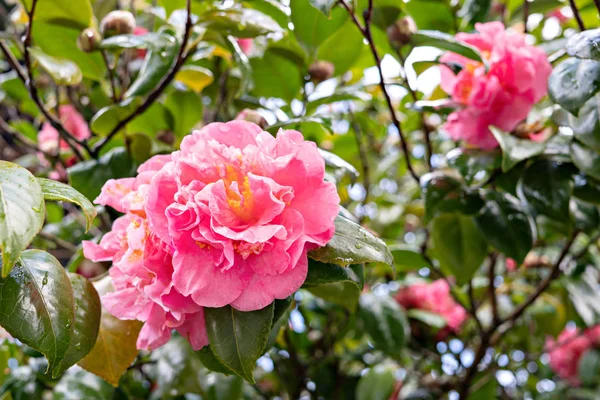 Fleur de camélia rose sur arbre avec gouttes de rosée — Photo