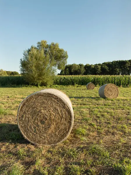 Pacas redondas de heno cosechadas en un campo agrícola —  Fotos de Stock