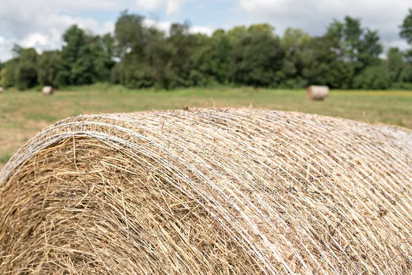 Primer plano de la paca redonda de heno cosechada en un campo con árboles en la parte posterior —  Fotos de Stock