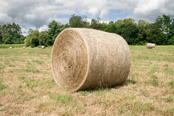 Balles rondes de foin récoltées dans un champ agricole — Photo