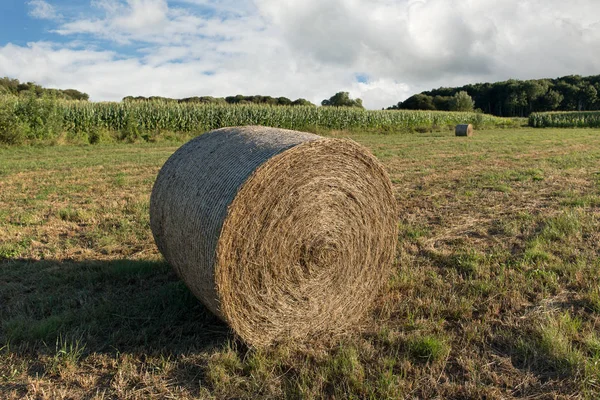 Rundballen Heu auf einem landwirtschaftlichen Feld geerntet — Stockfoto