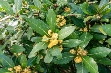 Çiçekli defne ağacı