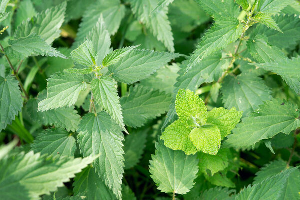 Wild mint leaves surrounded by Fresh stinging nettle. Natural background