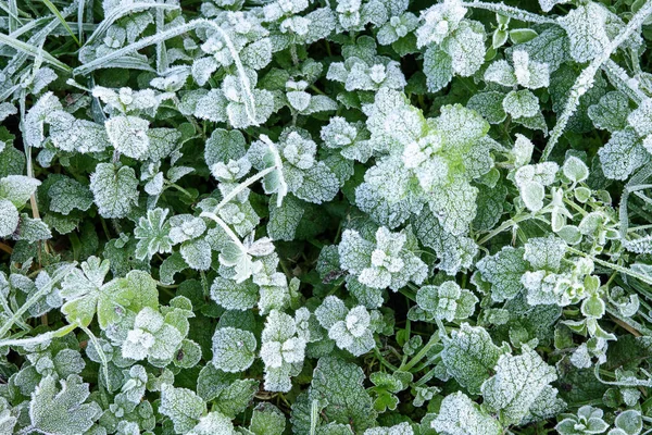 Fond nature hivernal avec des feuilles de menthe poivrée sauvage recouvertes de givre blanc et de formation de cristaux de glace — Photo