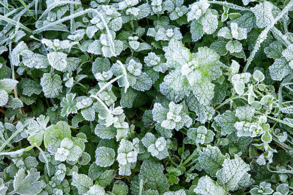 Winter nature background with leaves of wild peppermint covered with white hoar frost and ice crystal formation