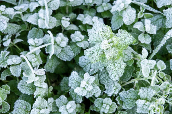 Vinter natur bakgrund med blad av vild pepparmynta täckt med vitt hoar frost och iskristall bildning — Stockfoto