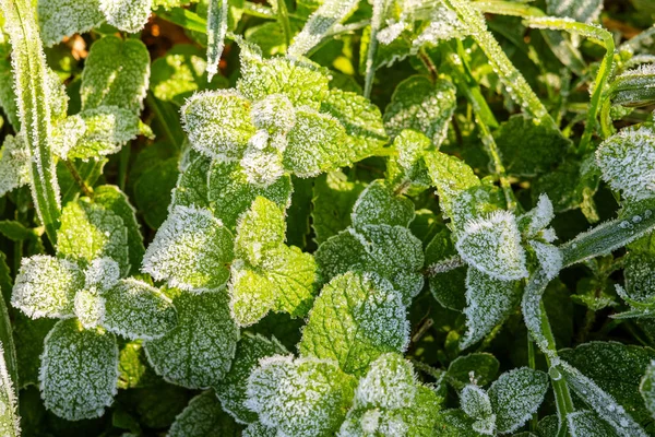Vild pepparmynta täckt med vit hoar frost och iskristall bildning på solig morgon. Vinter natur bakgrund — Stockfoto