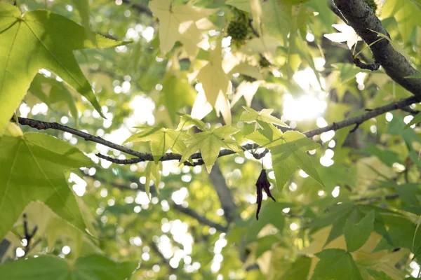 太陽の光が差し出す日本のカエデの葉 — ストック写真