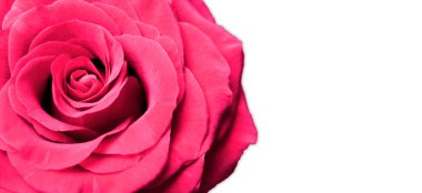 izole kopya alanı ile beyaz arka plan üzerinde kırmızı gül