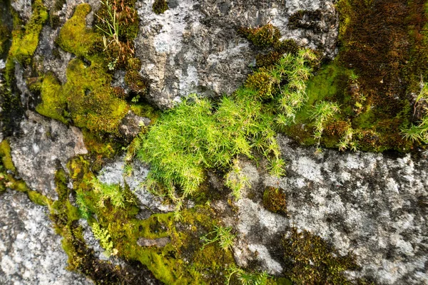 Musgo verde em uma rocha — Fotografia de Stock