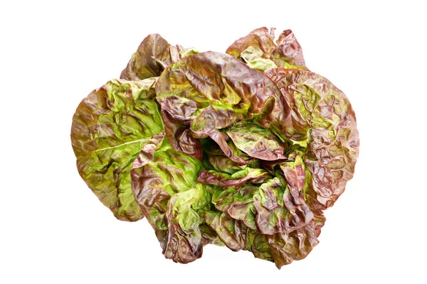 Red oak leaf lettuce isolated on white background — Stock Photo, Image