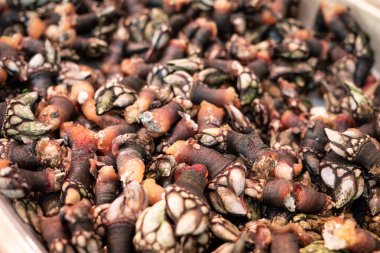 Taze Barnacle piyasada satılık