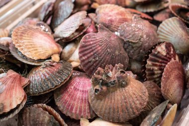 Piyasada satılık taze deniz tarağı. Pecten maximus