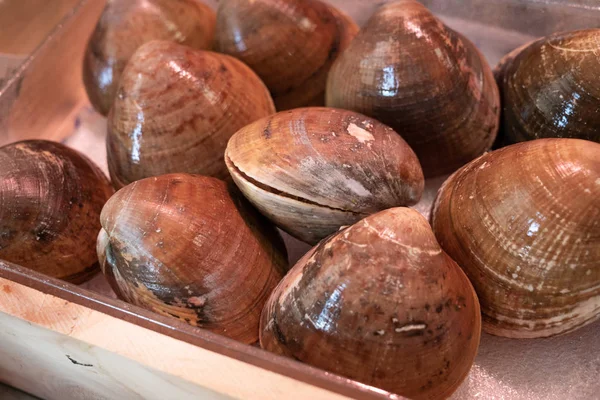 Färska släta musslor till salu på marknaden. Callista Chione — Stockfoto