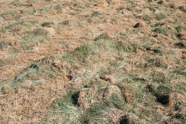 Torrt gräs — Stockfoto