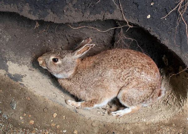 Yaban tavşanı yuvada