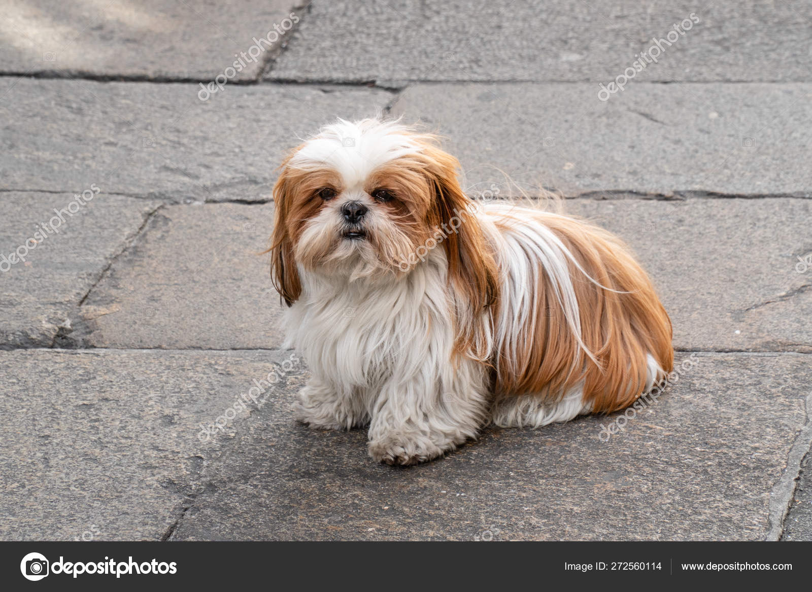 Sitting Shih tzu dog with white and brown hair Stock Photo by ©andresvic 272560114 Sitting Shih tzu dog with white and brown hair Stock Photo by ©andresvic 272560114