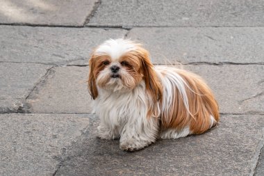 Beyaz ve kahverengi saçlı Oturan Shih tzu köpek