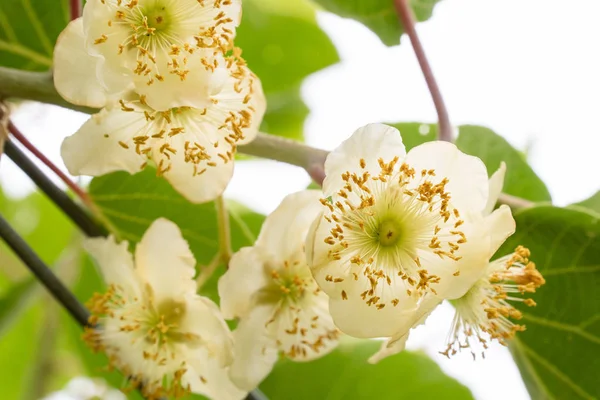 Kiwi male flower on tree