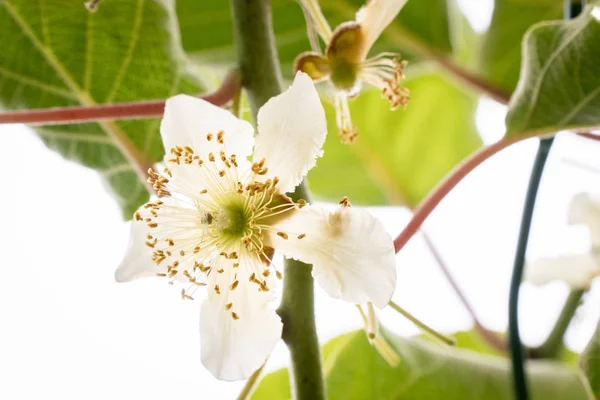 Ακτινίδιο αρσενικό λουλούδι στο δέντρο — Φωτογραφία Αρχείου