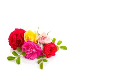 Beyaz arkaplanda izole güller