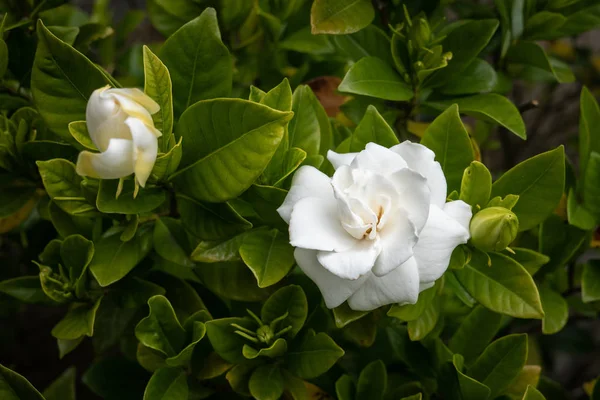 Gardenia flower