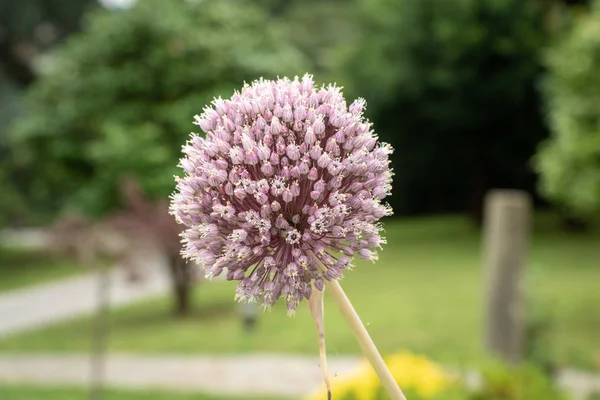屋外でニンニクの花 — ストック写真