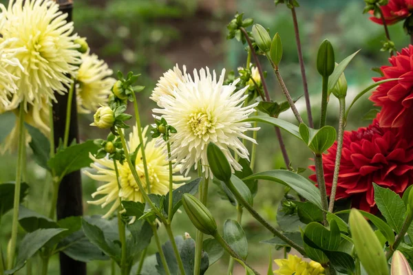 花园里的菊花群 — 图库照片